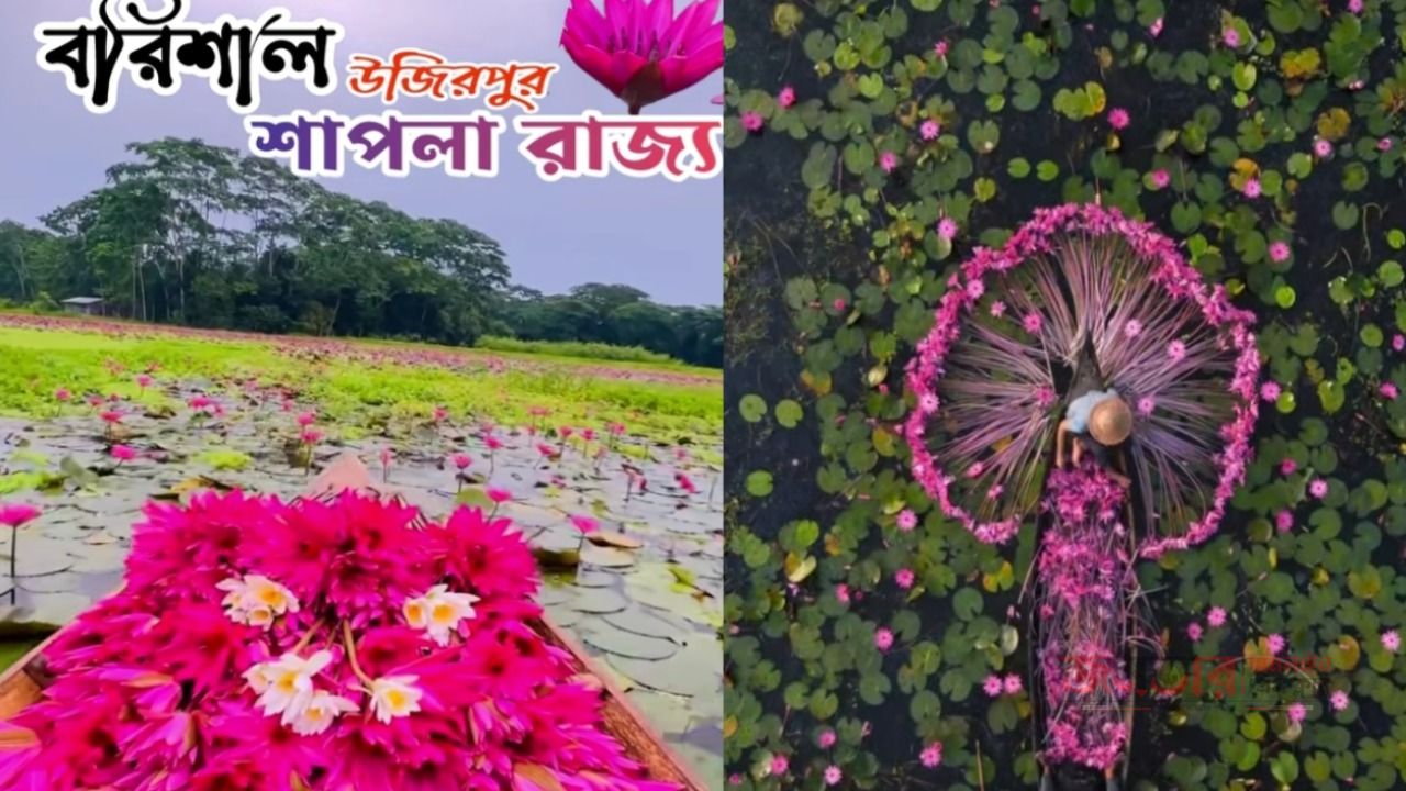 🌺 শাপলার স্বর্গে সাতলা বিল&mdash;লাল-সাদার মায়াবী চাদরে মোড়া বরিশালের এক টুকরো স্বর্গ!
