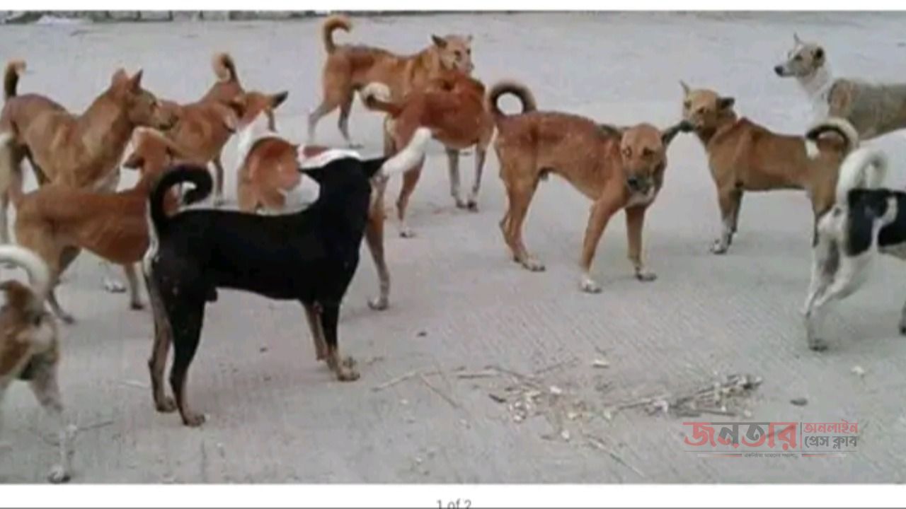 কুমিল্লা নগরীতে বেওয়ারিশ কুকুরের উৎপাত। আতঙ্কে পথচারী ও স্কুলগামী শিক্ষার্থীরা