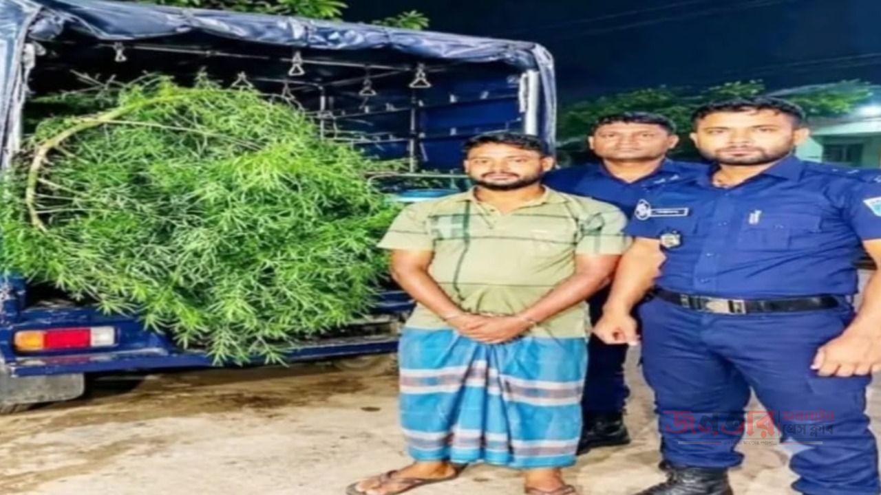 ঘোড়ারঘাট উপজেলা গাঁজা চাষে আটক ১