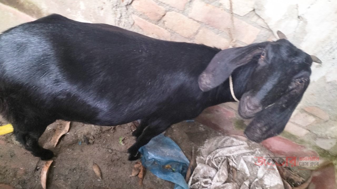আকিকা&mdash;ইসলামি শরিয়তে নবজাতকের প্রতি ভালোবাসা ও কৃতজ্ঞতার এক সুন্নতি আমল