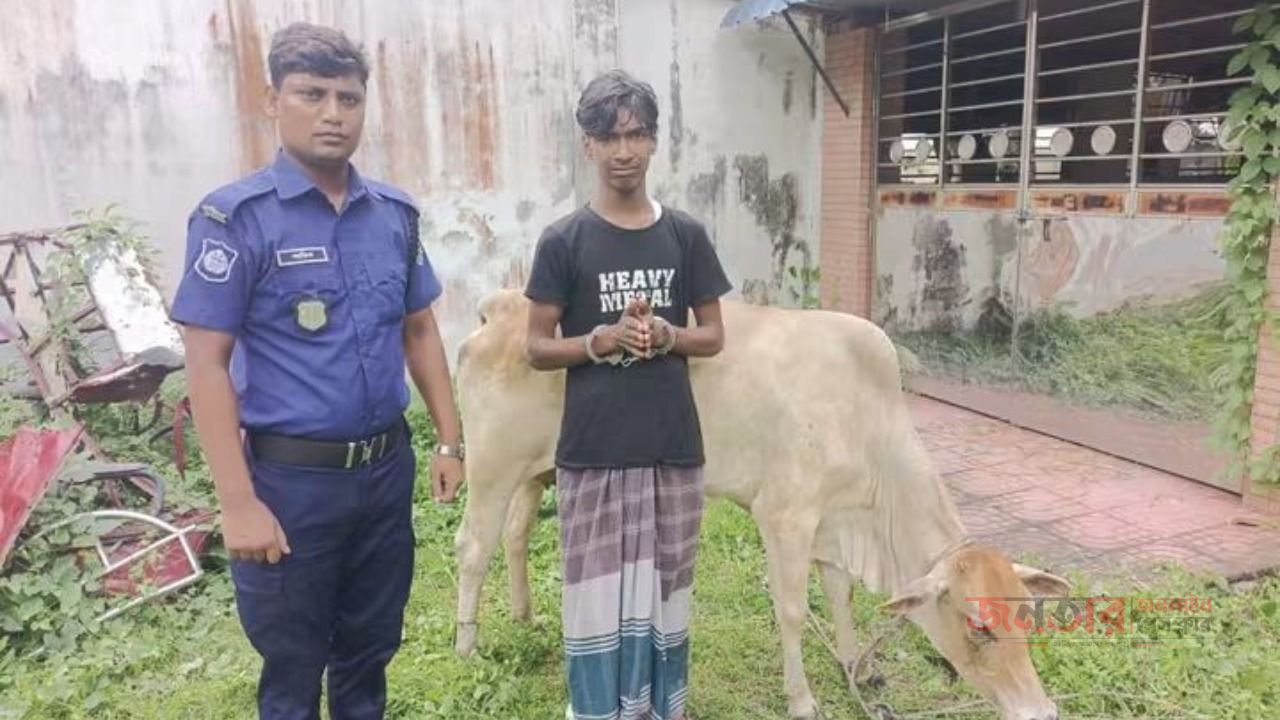 নওগাঁ সদর থানার অভিযানে গ্রাম পুলিশের সহায়তায় গরু চোর গ্রেফতার এবং গরুর উদ্ধার