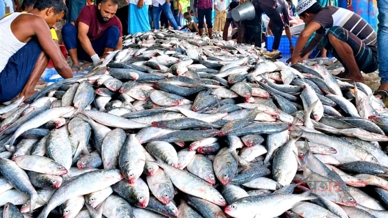 পাথরঘাটার জেলেদের জালে রুপালি ইলিশের বন্যা: এক জালেই ১০০মণ!