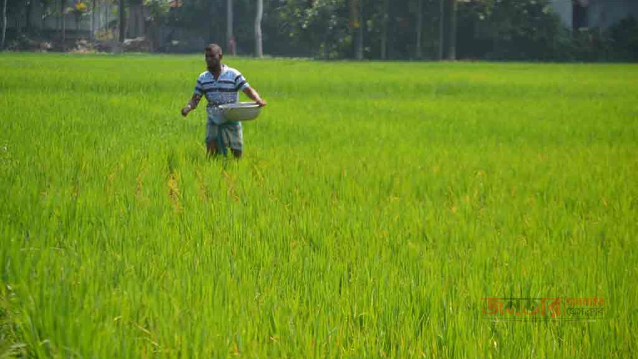অতিরিক্ত ১ হাজার টন সার বরাদ্দ পেল কুড়িগ্রাম, বিগত ৫ বছরে সর্বোচ্চ