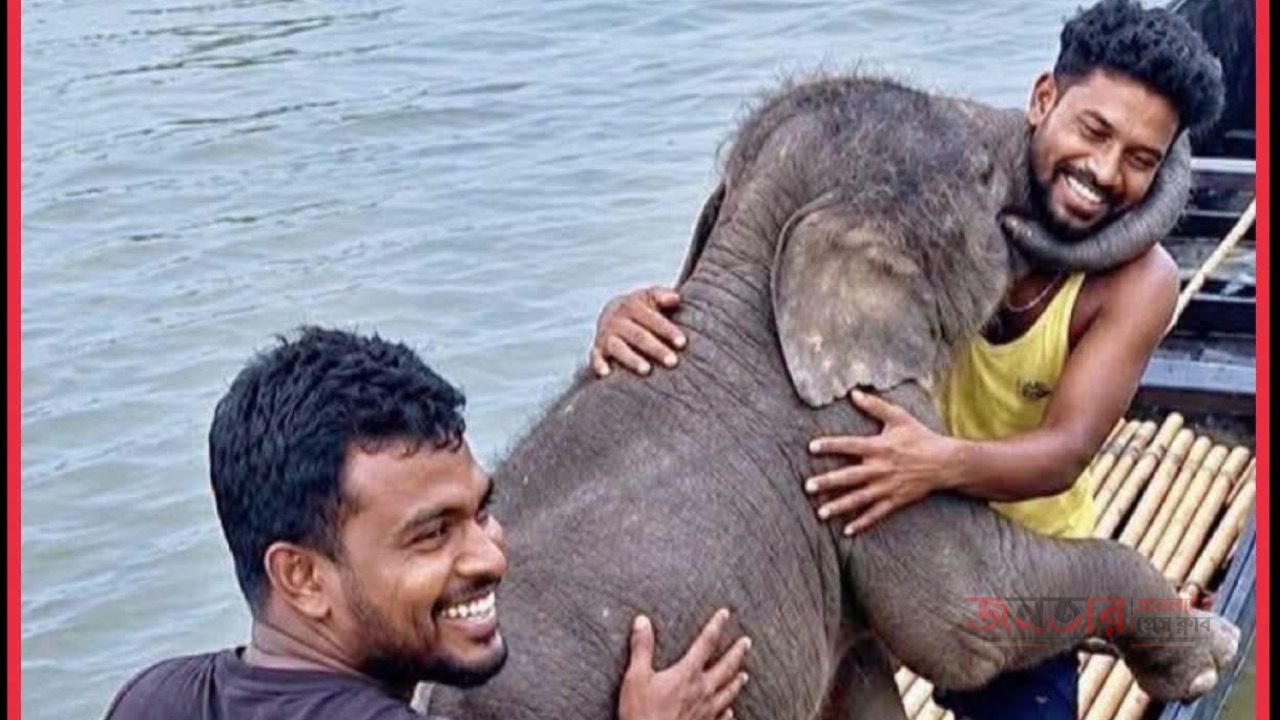 একটি হাতির বাচ্চার জন্য মানবতা