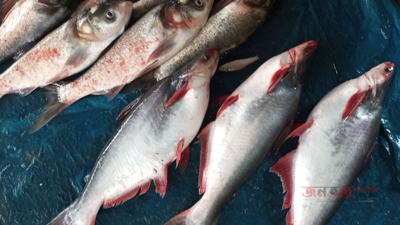 মাছ বাজারে গরম পাঙ্গাসের কেজি ৩৫০ টাকা।